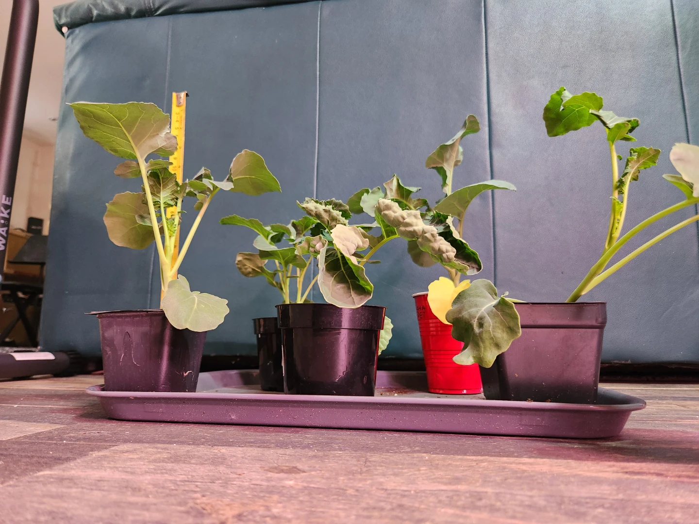 Seedlings - Broccoli di ciccio.  Only 5 left! - photo 2