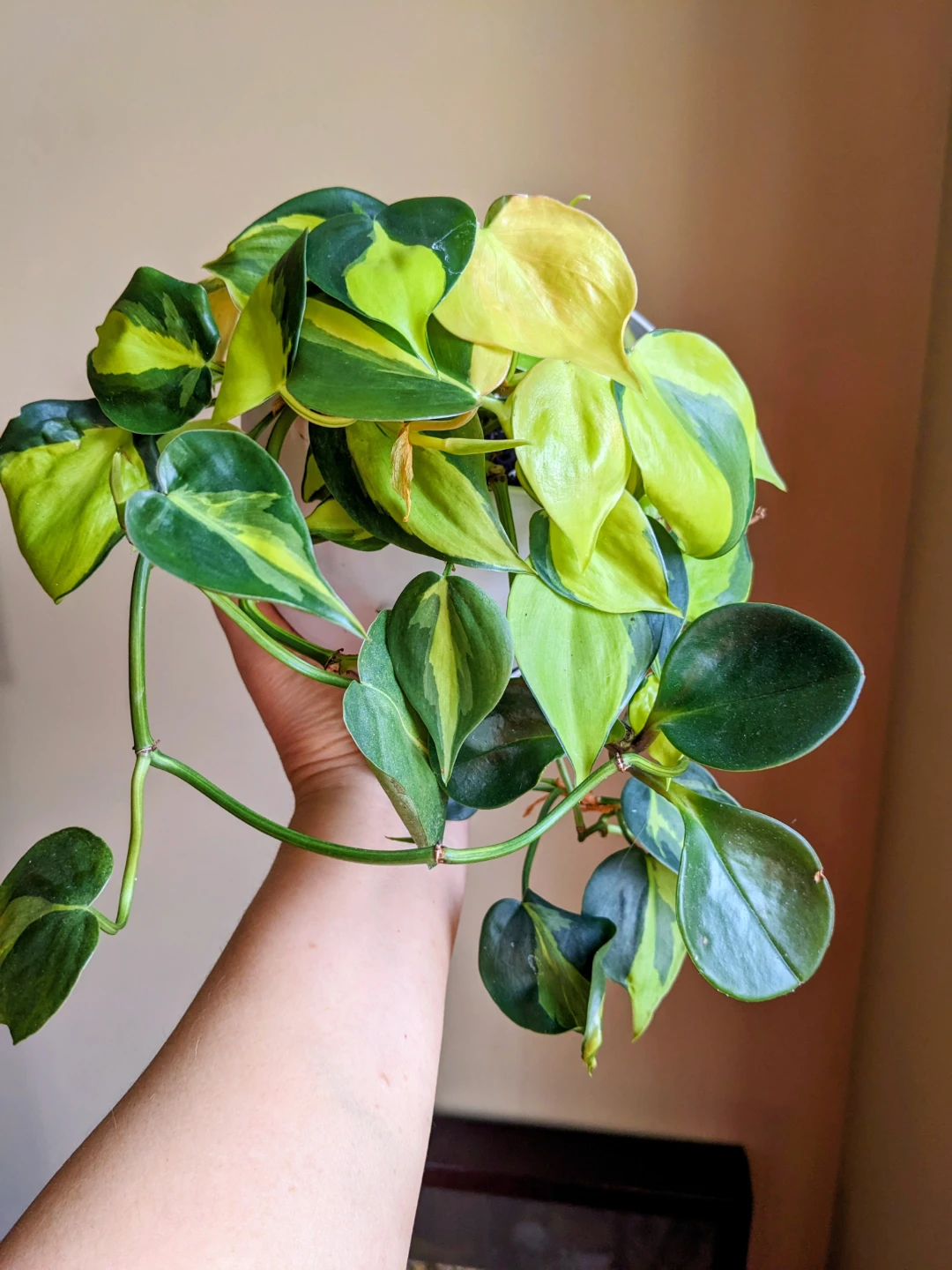 Assorted House/ Indoor Plants - photo 5