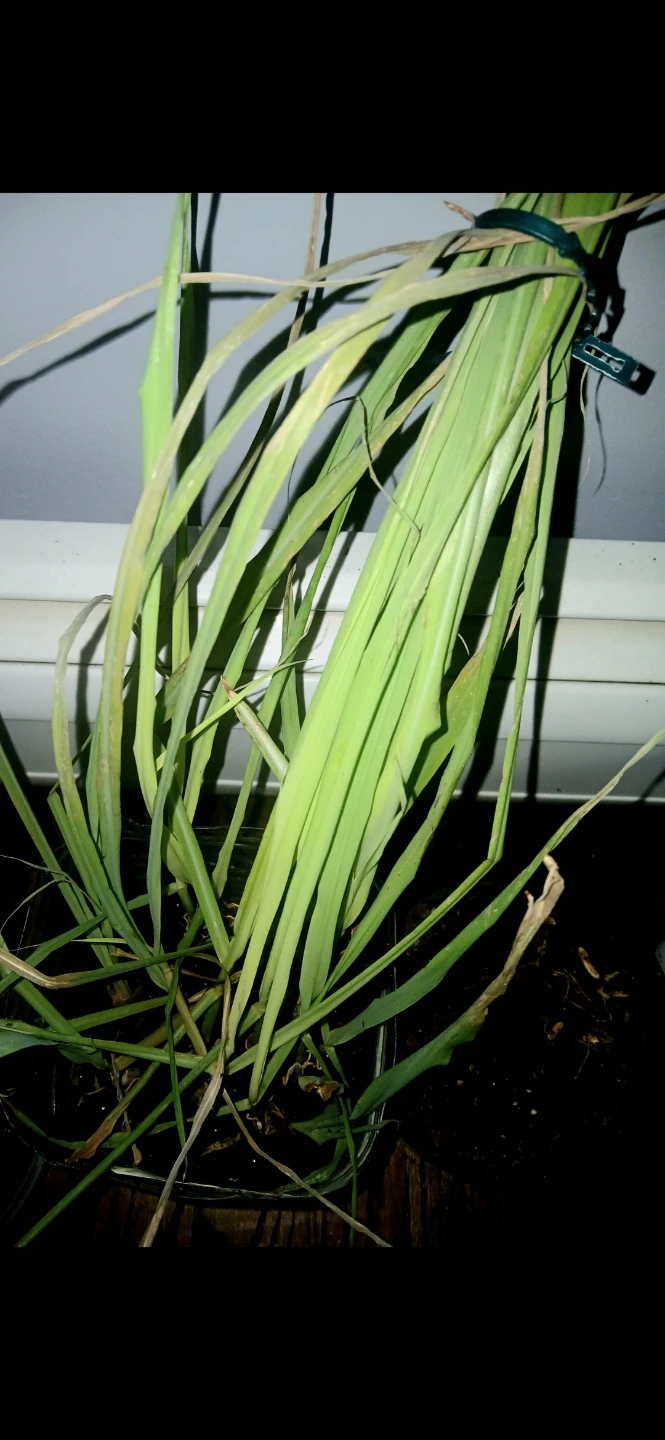 Fresh Lemongrass Plant 🌱