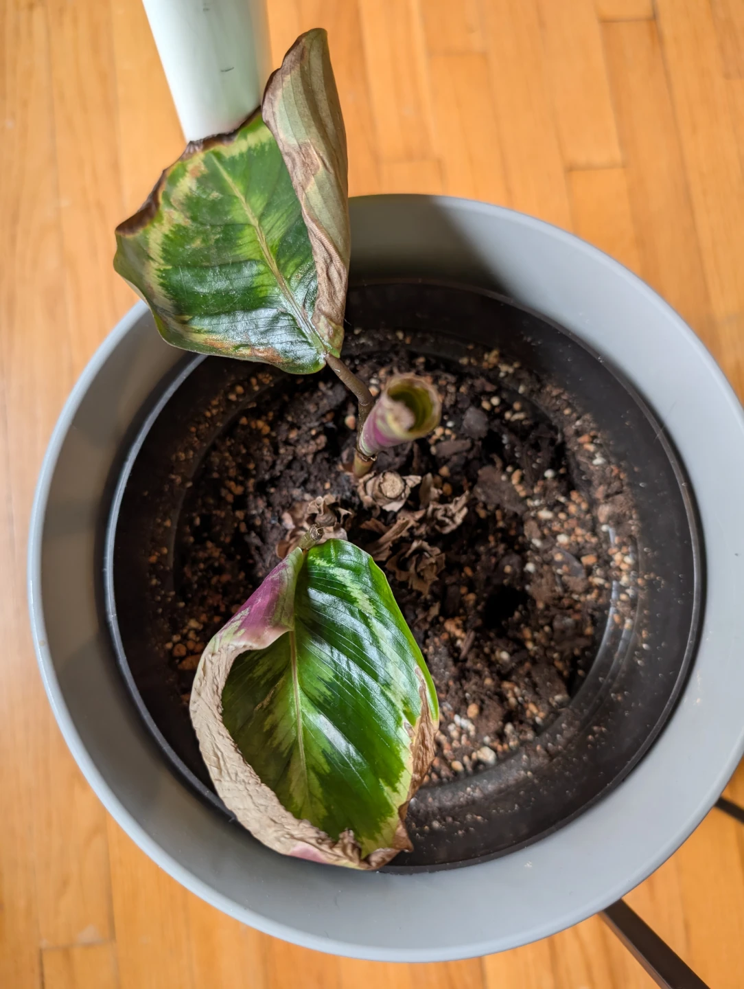 Calathea Plant with damaged leaves