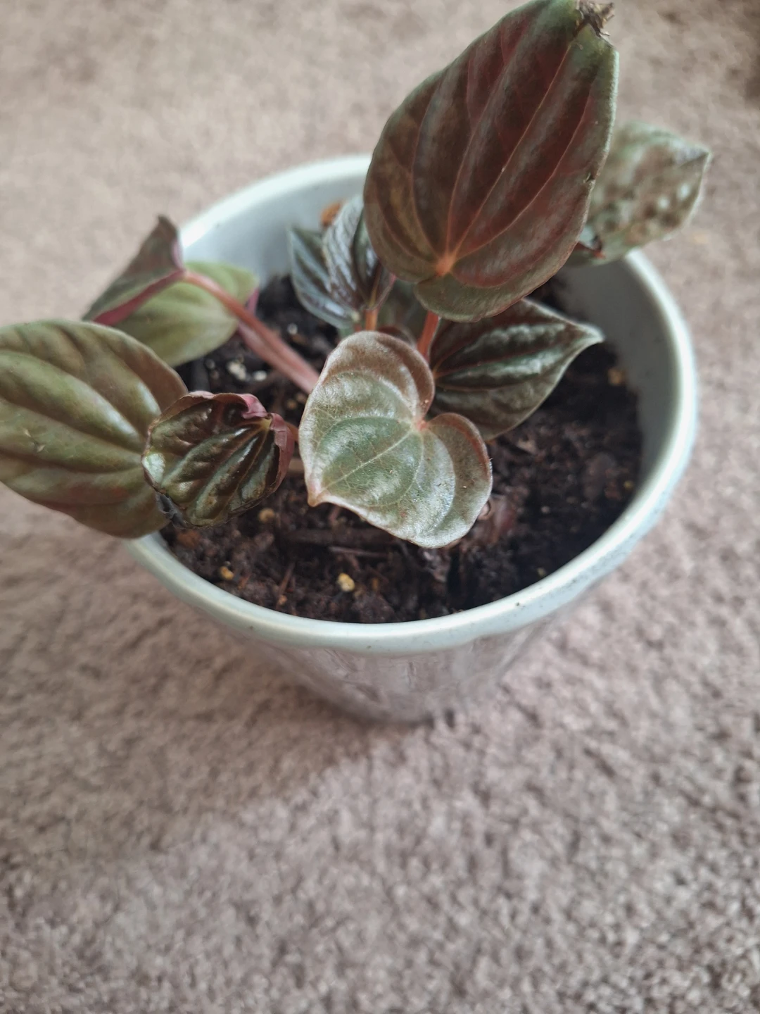 Peperomia plant in pot