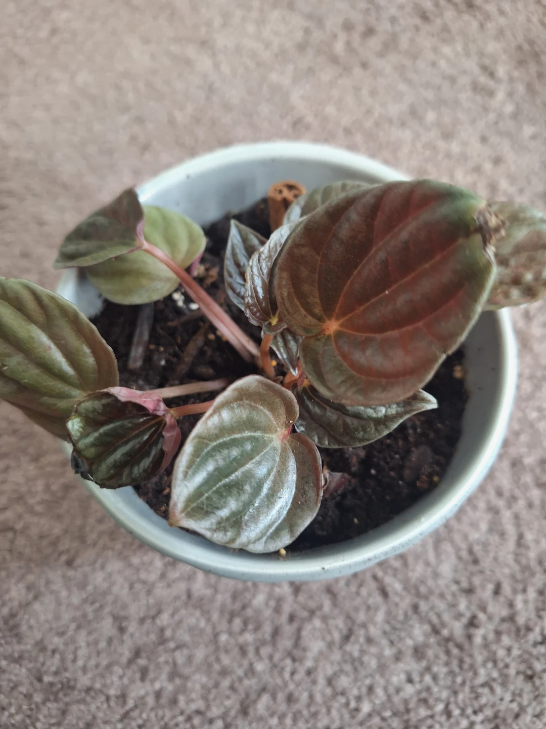 Peperomia plant in pot - photo 2
