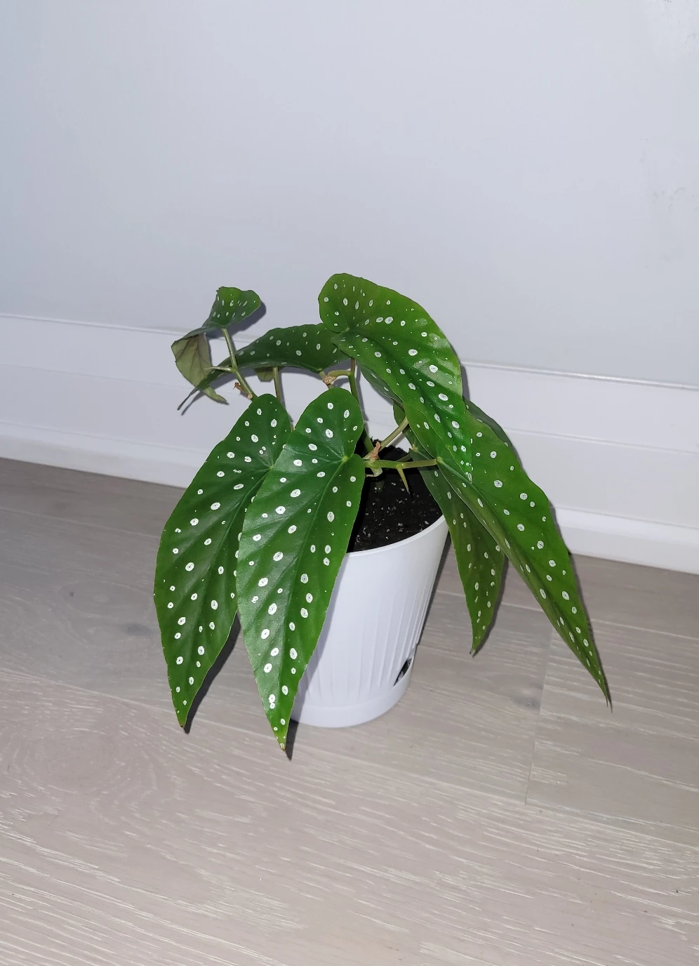 Polka Dot Begonia