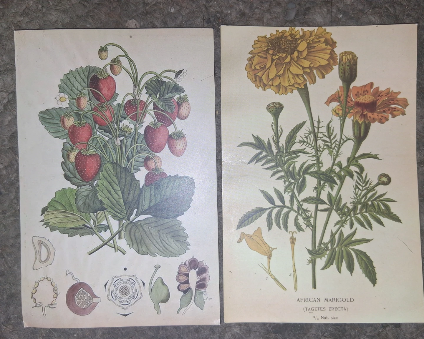 Vintage Botanical Prints: Strawberries & African Marigold