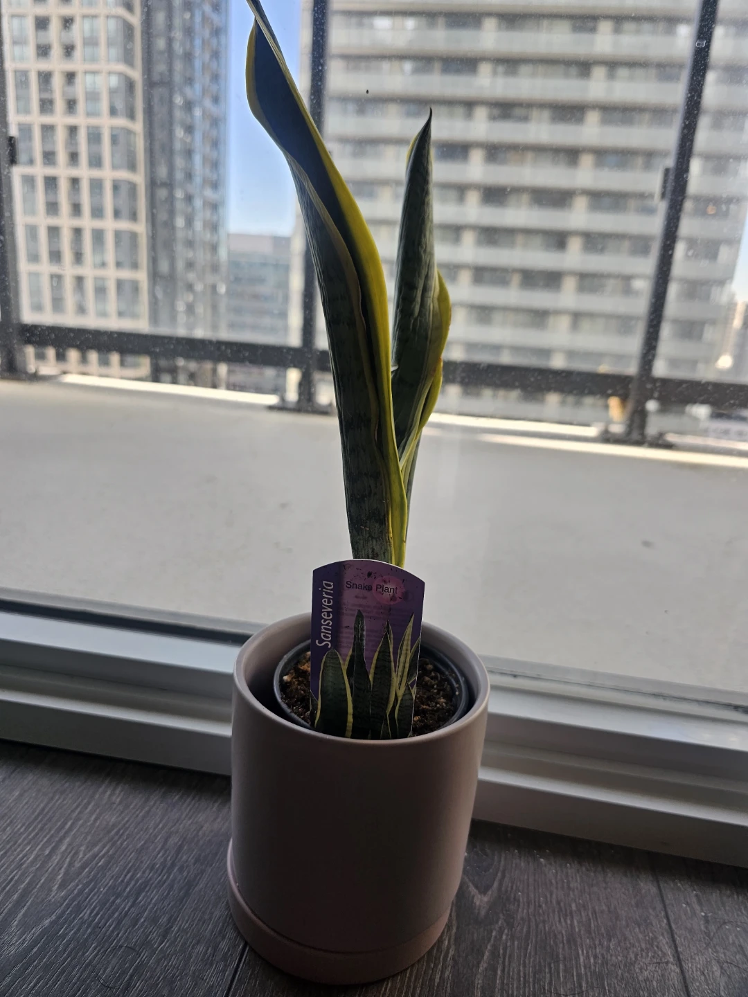 Snake Plant in Pink Pot - photo 2