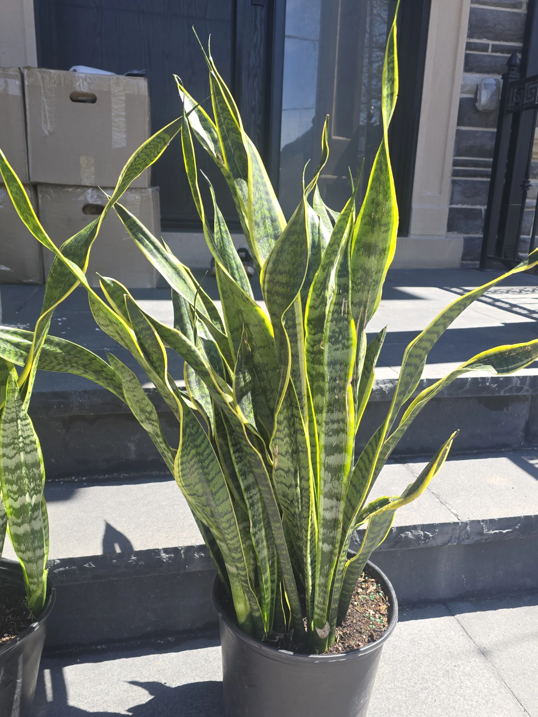 Two Snake Plants in Black Pots - photo 2