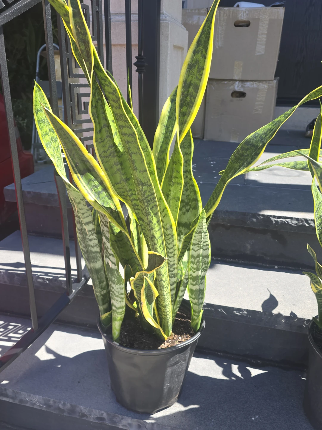 Two Snake Plants in Black Pots - photo 3