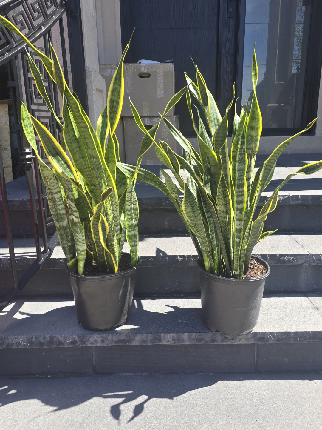 Two Snake Plants in Black Pots - photo 4