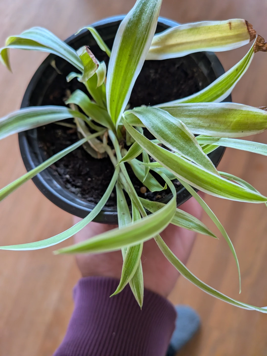 Spider Plant