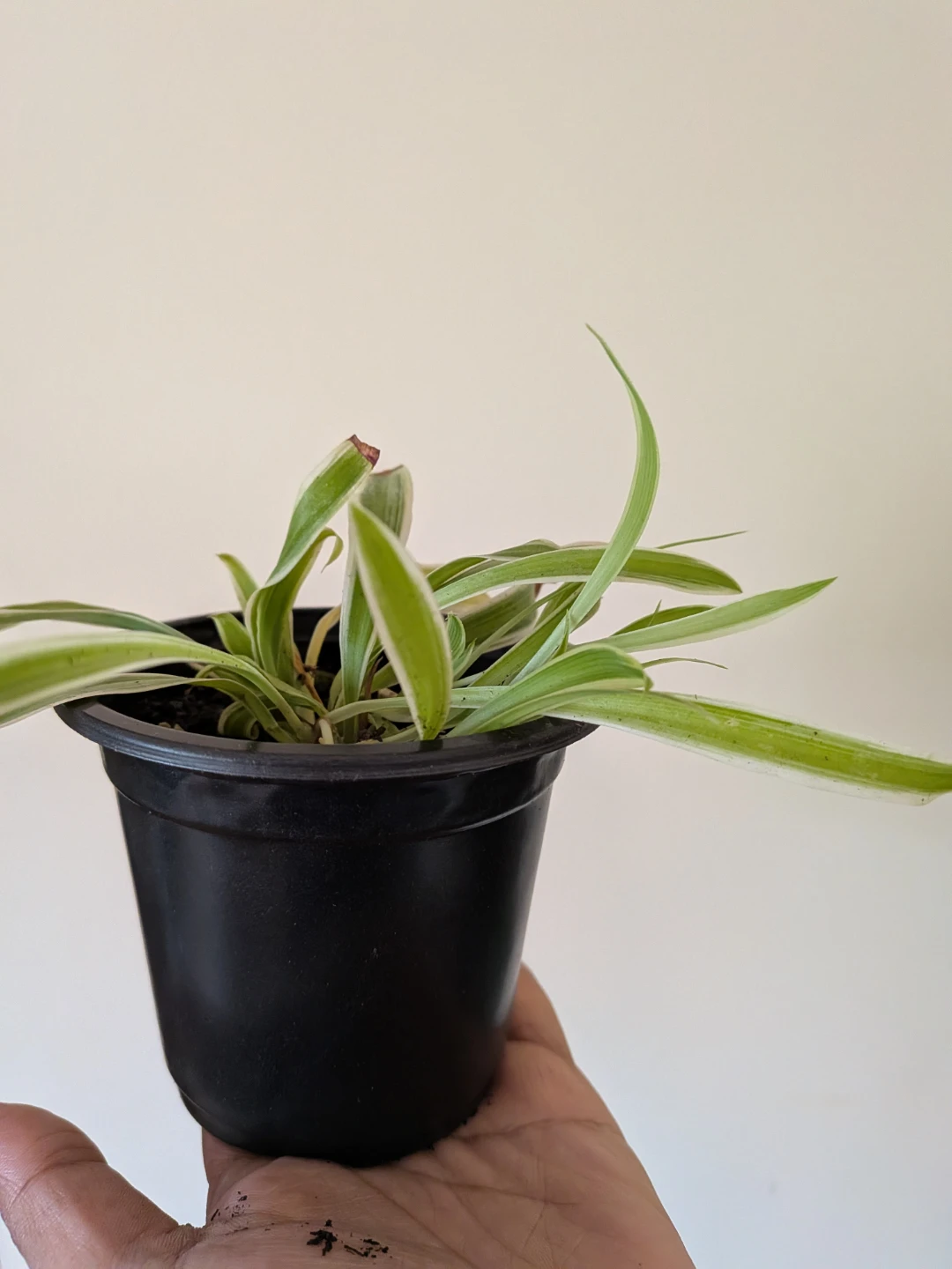 Spider Plant - photo 2