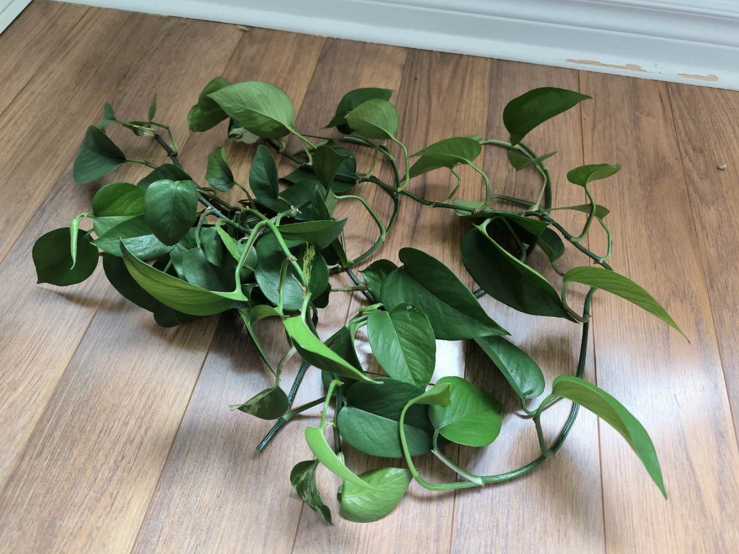 Pothos Plant Cuttings