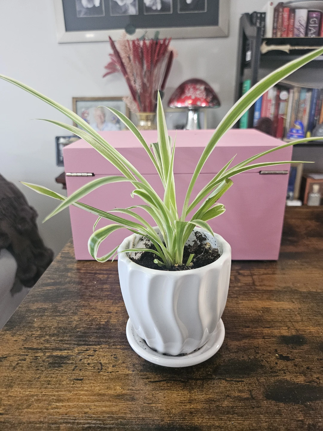 Spider Plant in Decorative Pot