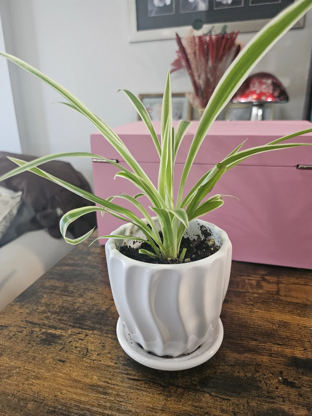 Spider Plant in Decorative Pot - photo 2