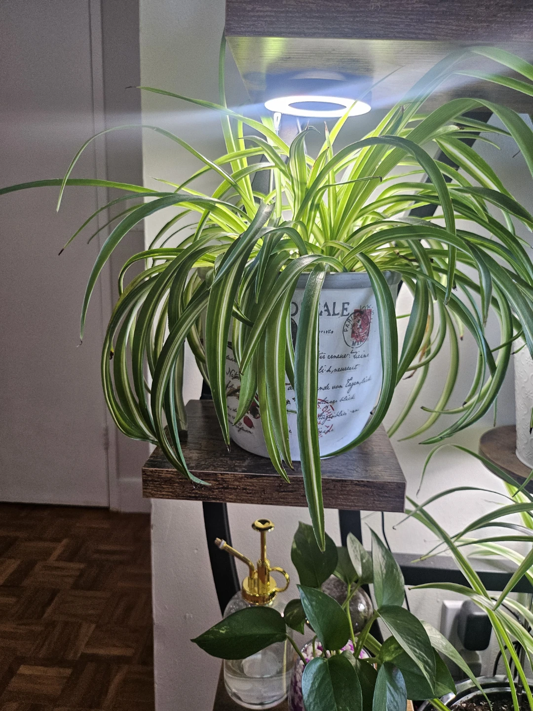 Spider Plant in Decorative Pot - photo 3