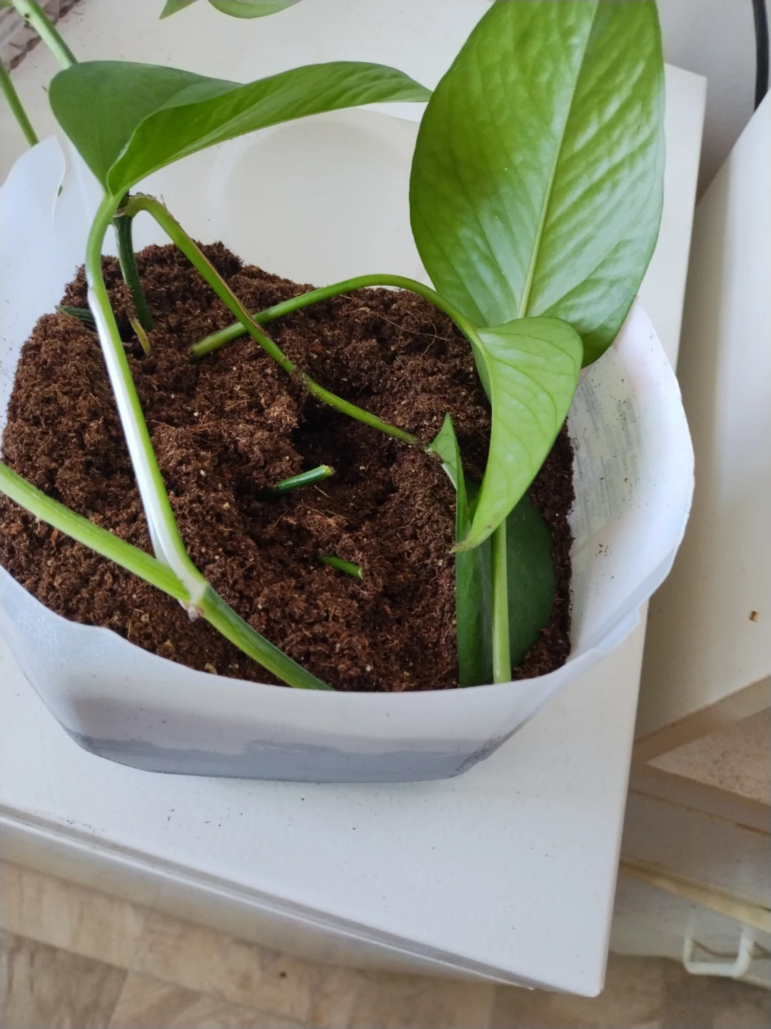 Pothos Plant Cuttings