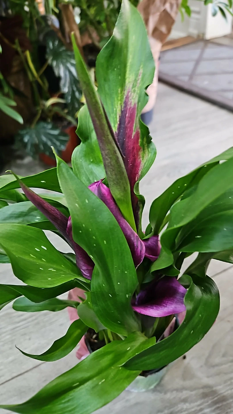 Purple Calla Lily Plant