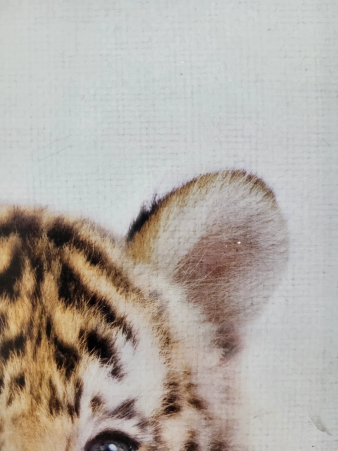 Set of 4 Framed Animal Prints (Tiger, Zebra, Giraffe, Elephant) - photo 2