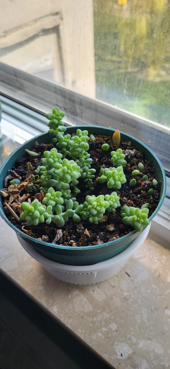 Burro's Tails