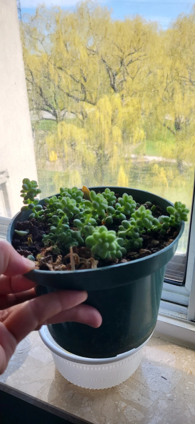 Burro's Tails - photo 2