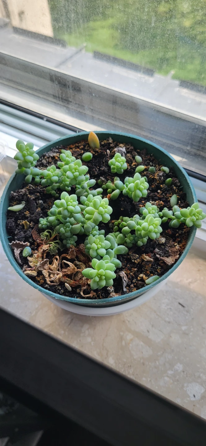 Burro's Tails - photo 3