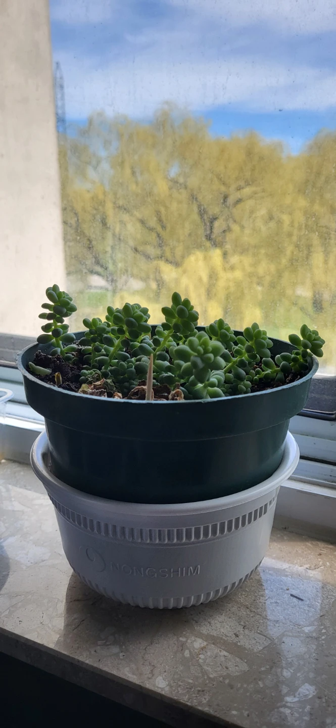 Burro's Tails - photo 4
