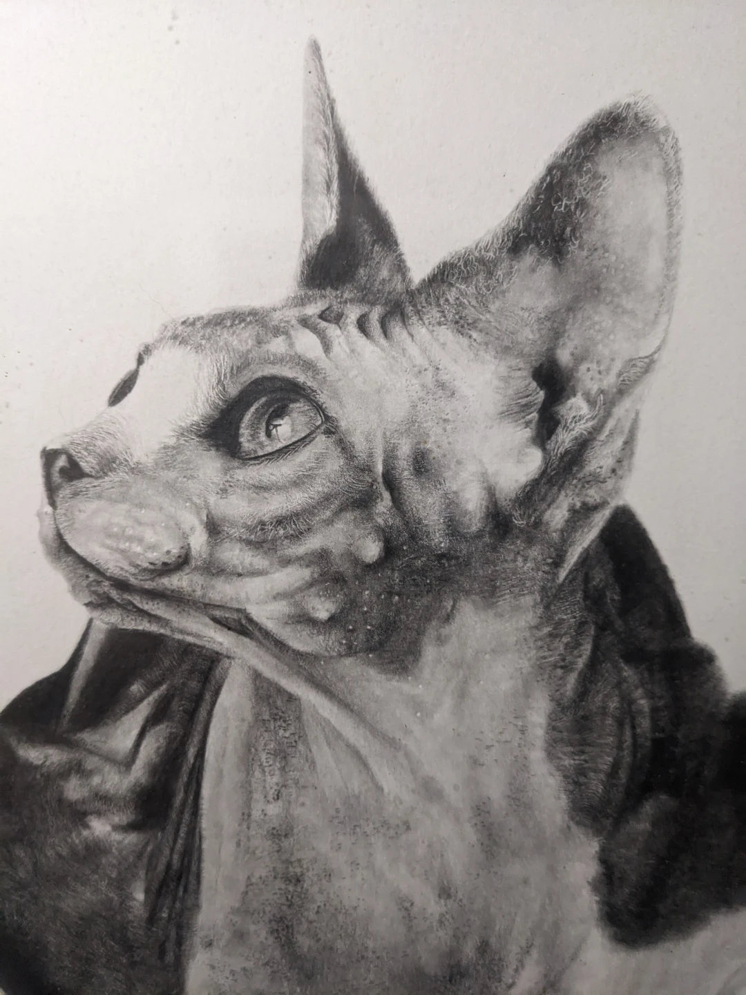 Framed Original Pencil Drawing of a Sphynx Cat by Lisandro Peña - photo 3