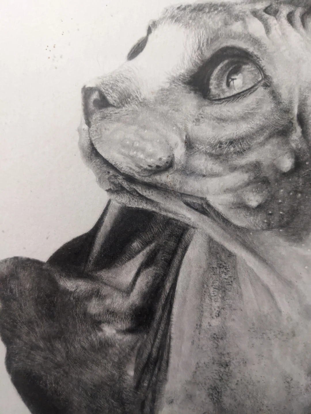 Framed Original Pencil Drawing of a Sphynx Cat by Lisandro Peña - photo 5