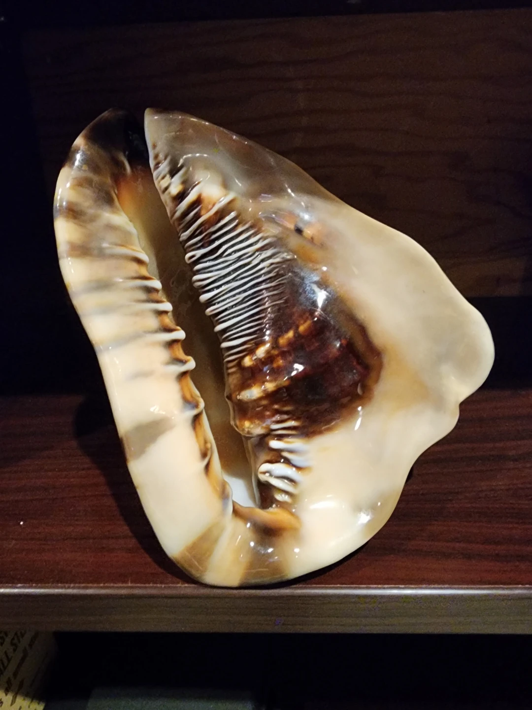 Large Conch Shell