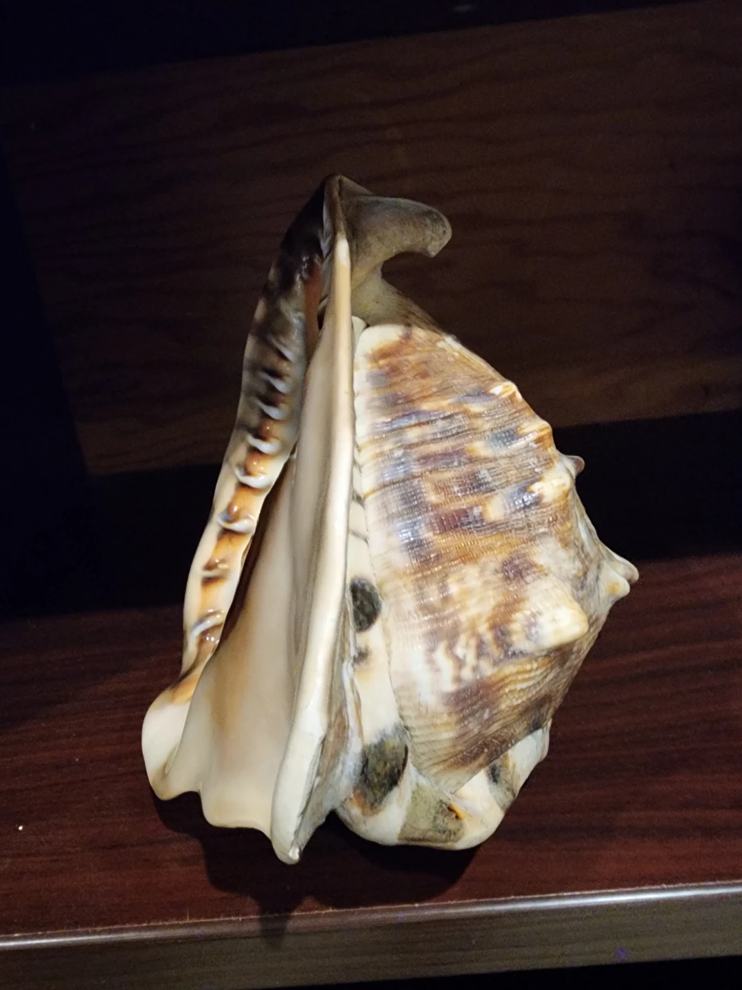 Large Conch Shell - photo 2