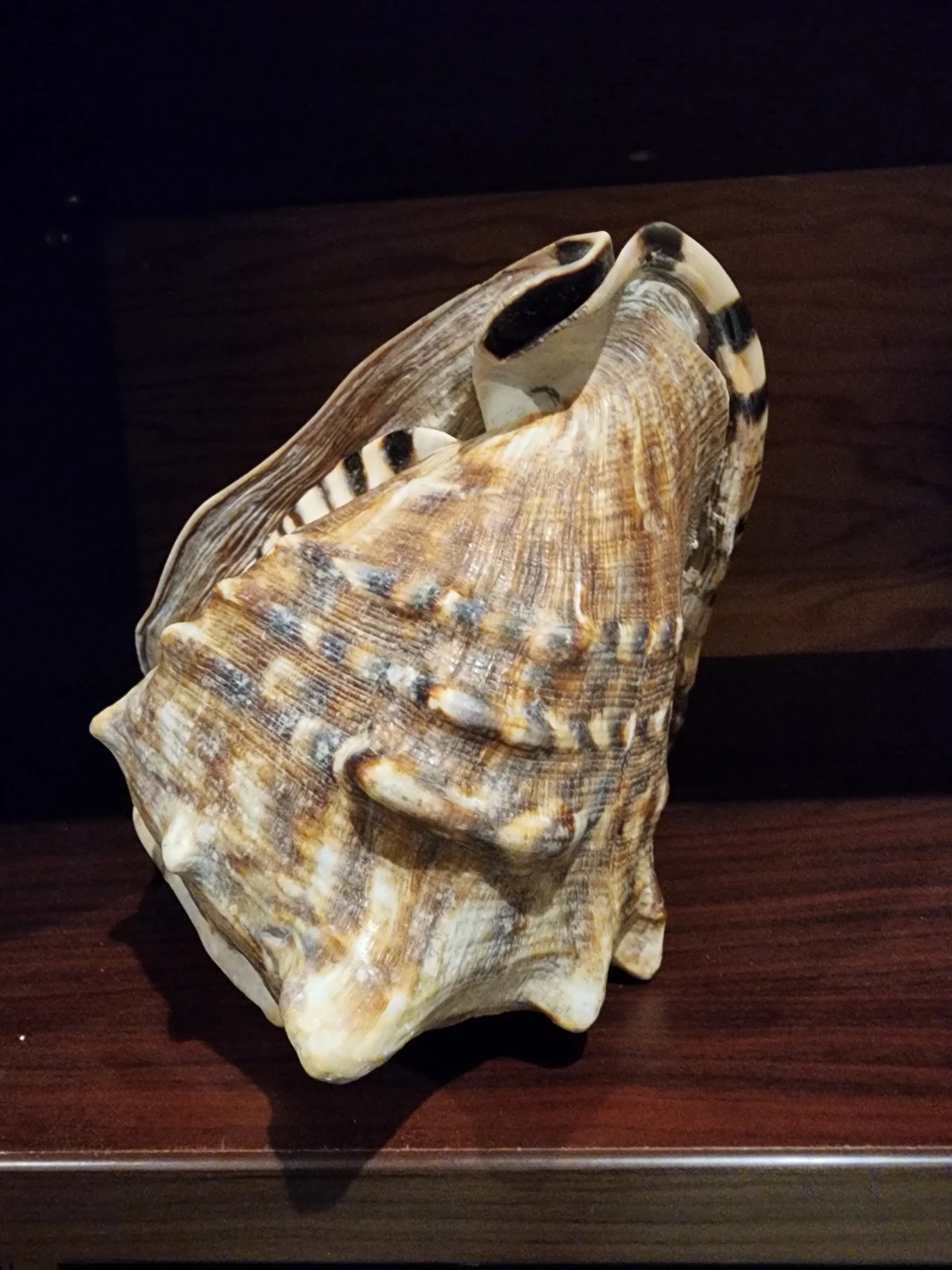 Large Conch Shell - photo 3