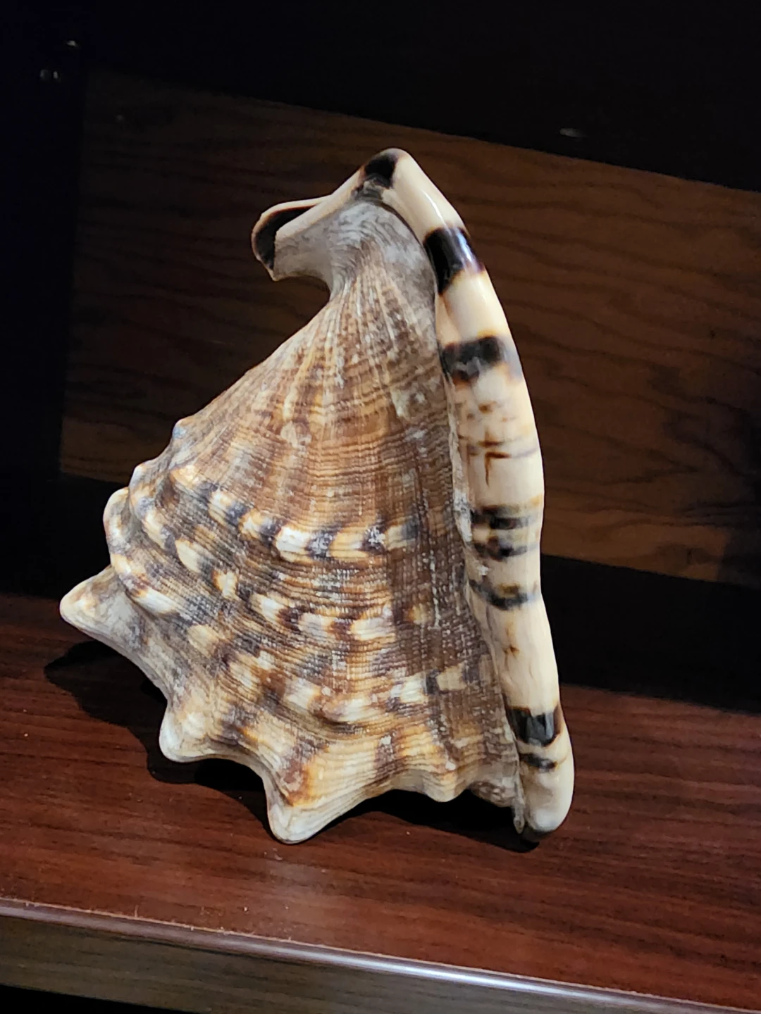 Large Conch Shell - photo 4