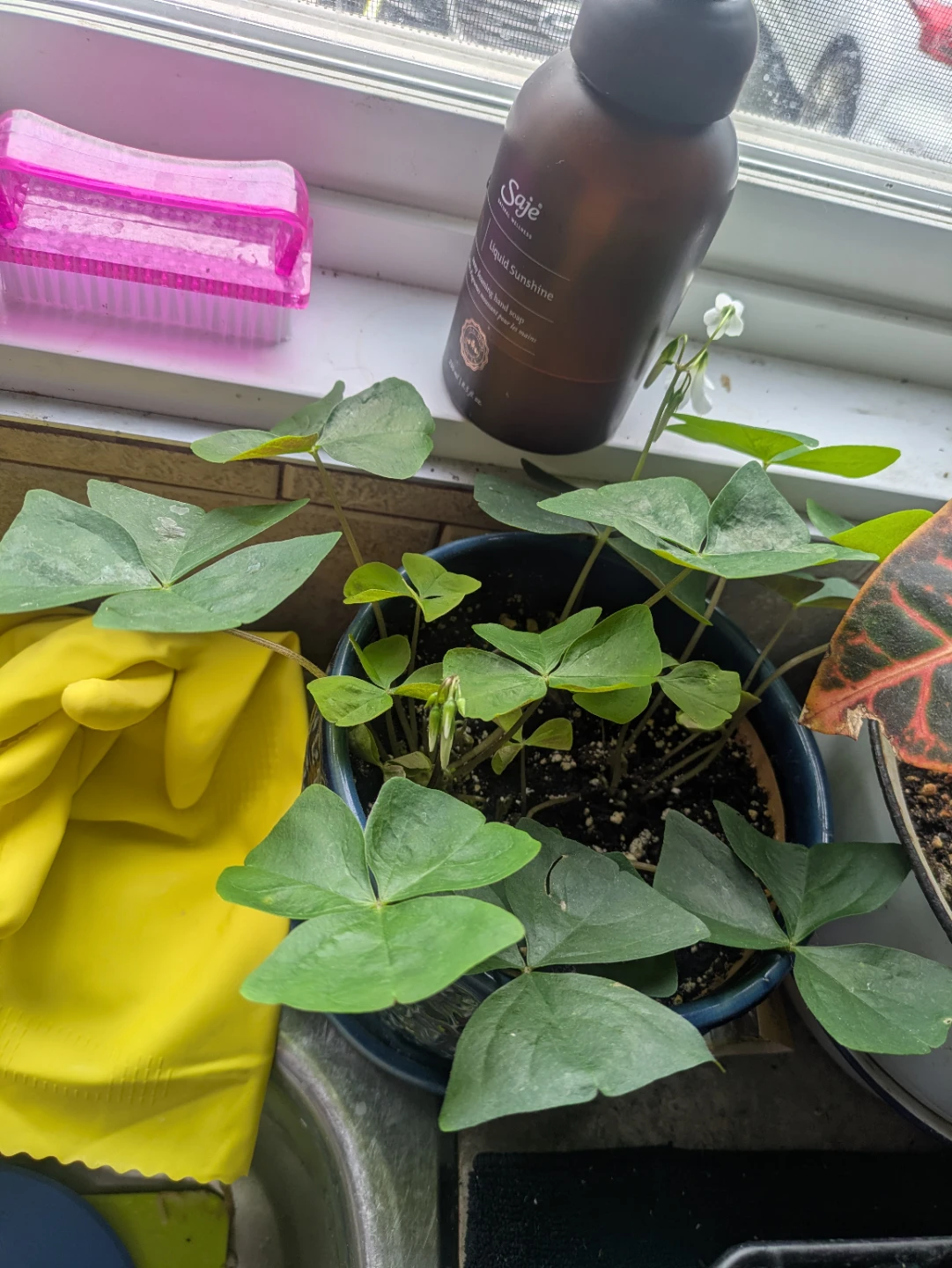 Oxalis Plant in Pot