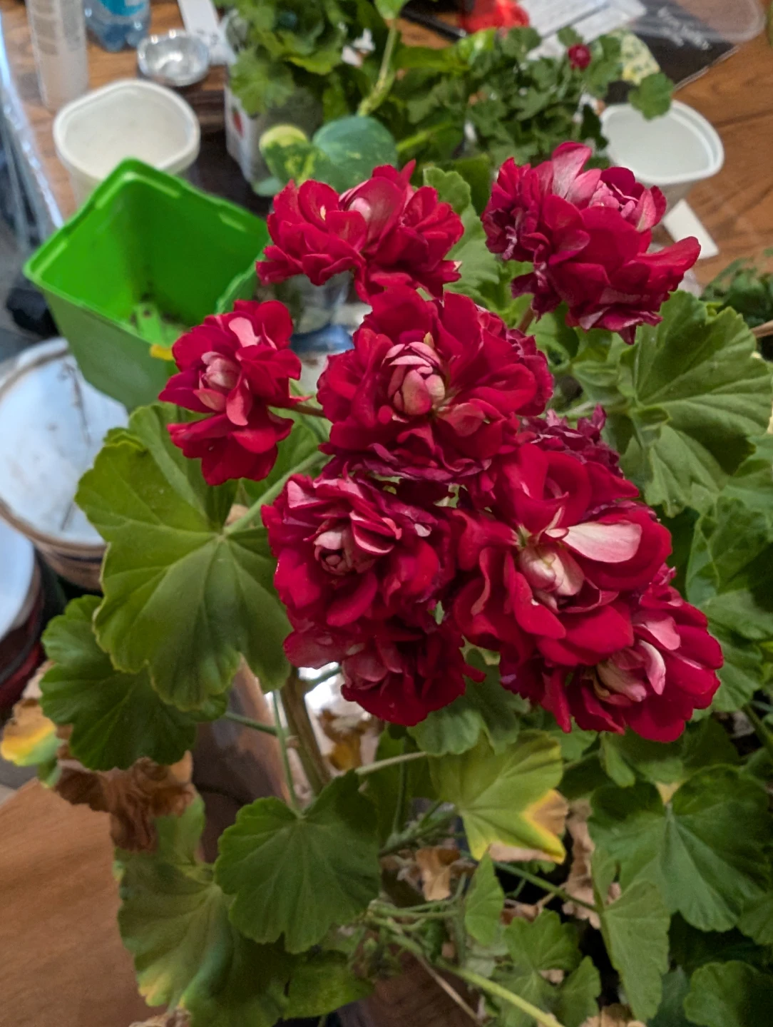 Geranium Plant - rosebud