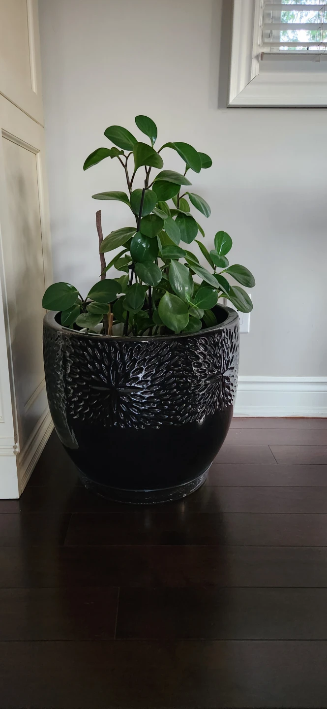 LARGE dark brown ceramic pot - photo 2