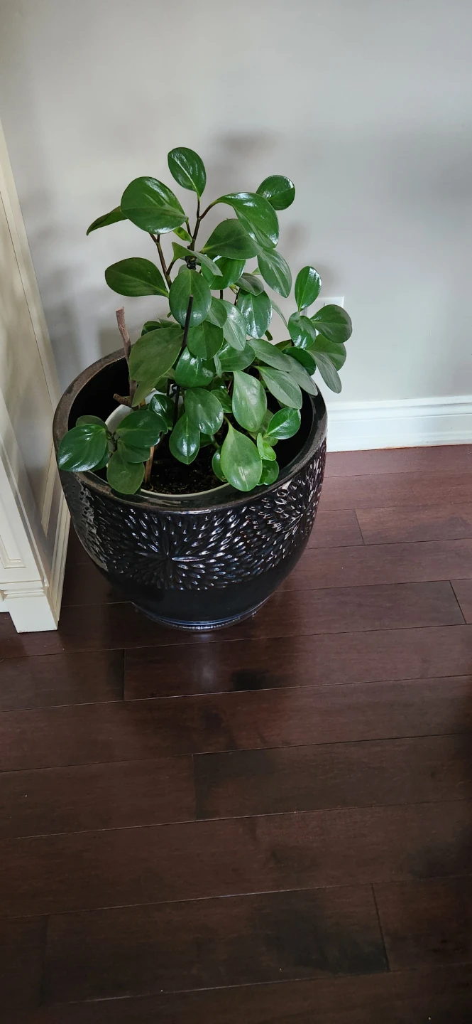LARGE dark brown ceramic pot - photo 4