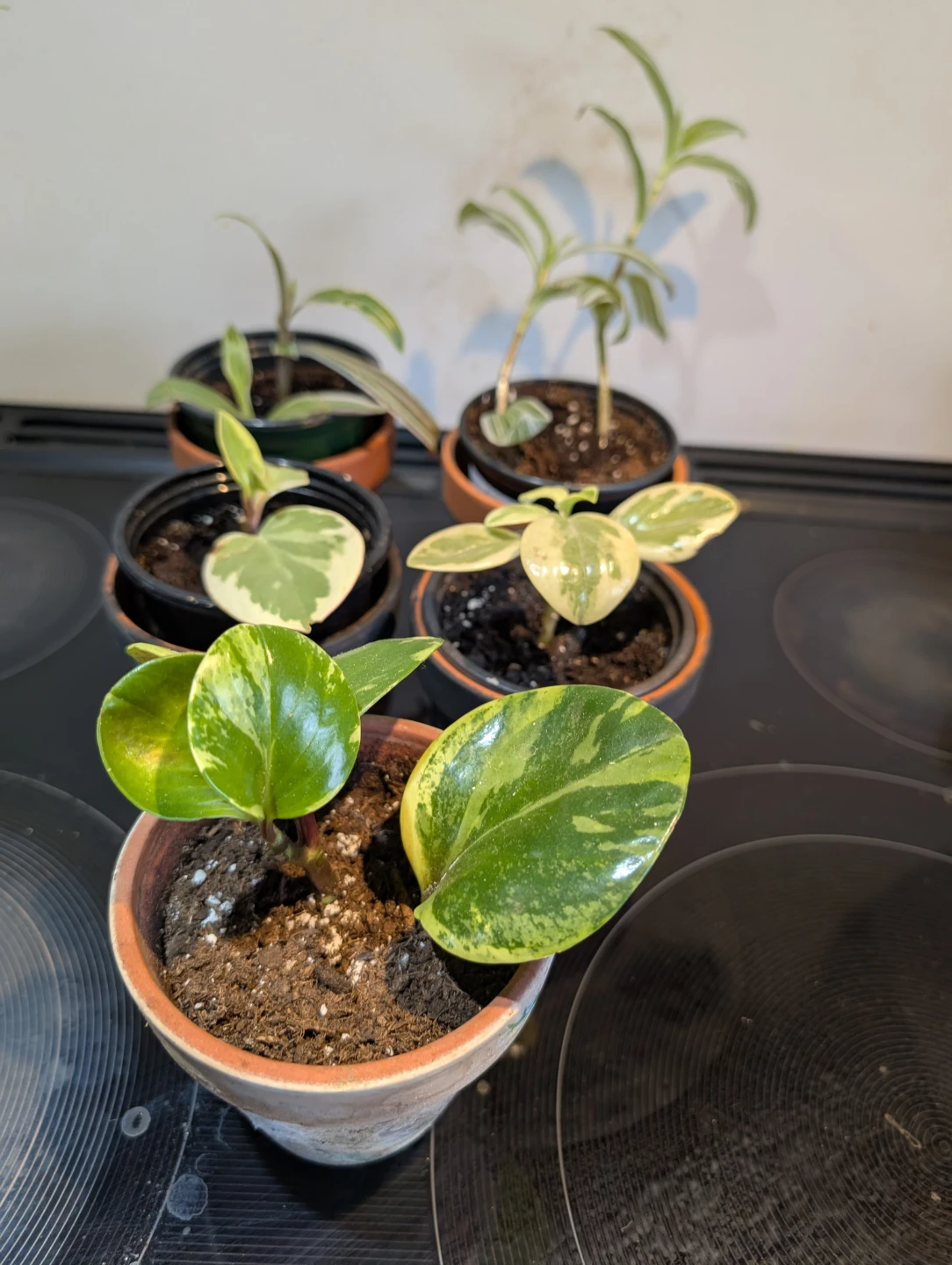 Plants with terracotta pots - photo 2