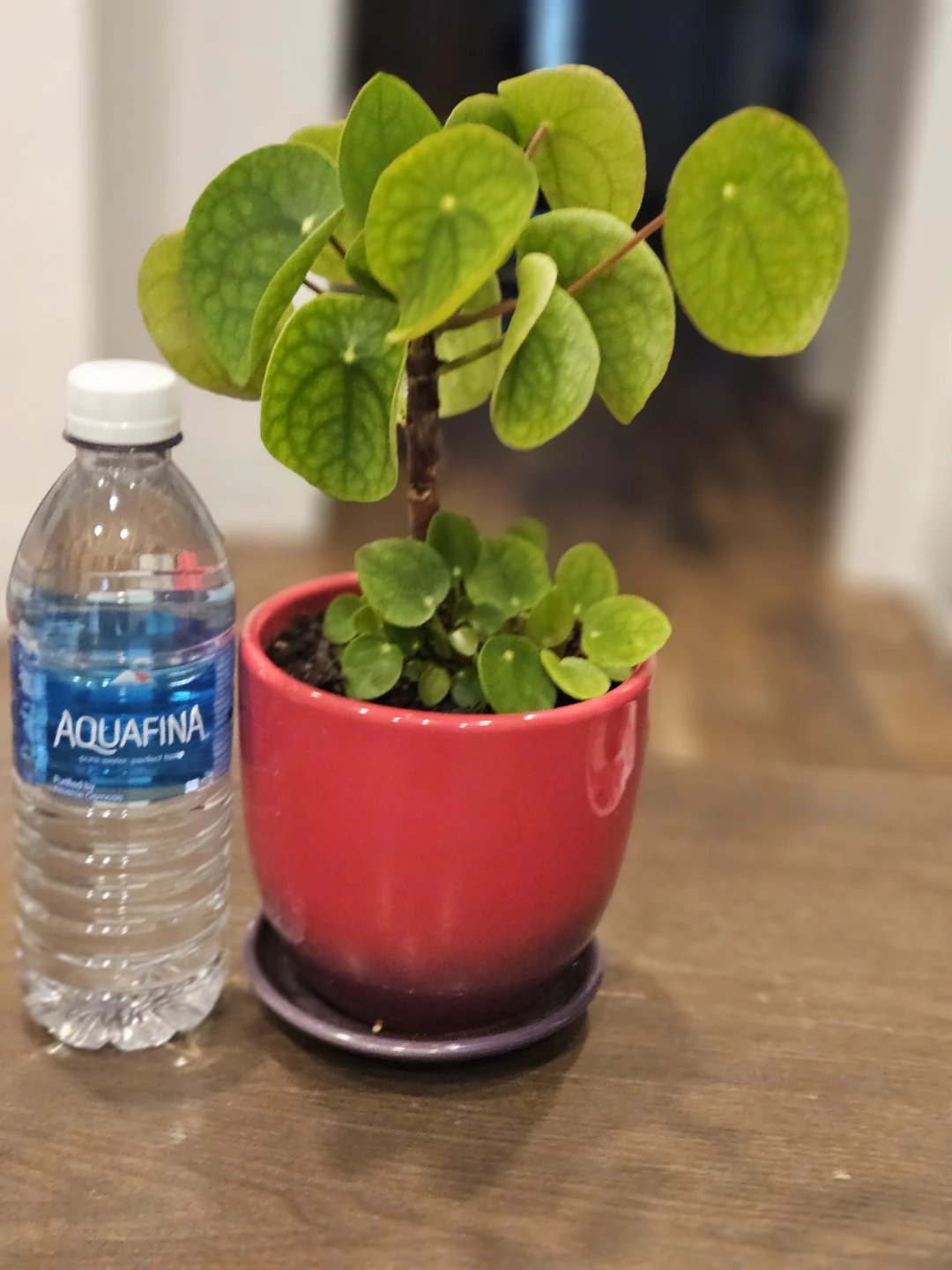 Chinese Money Plant in Red Pot