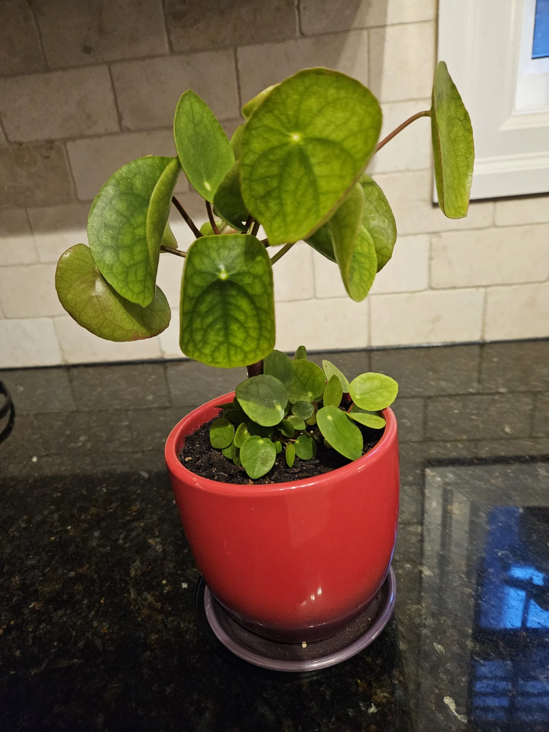 Chinese Money Plant in Red Pot - photo 4