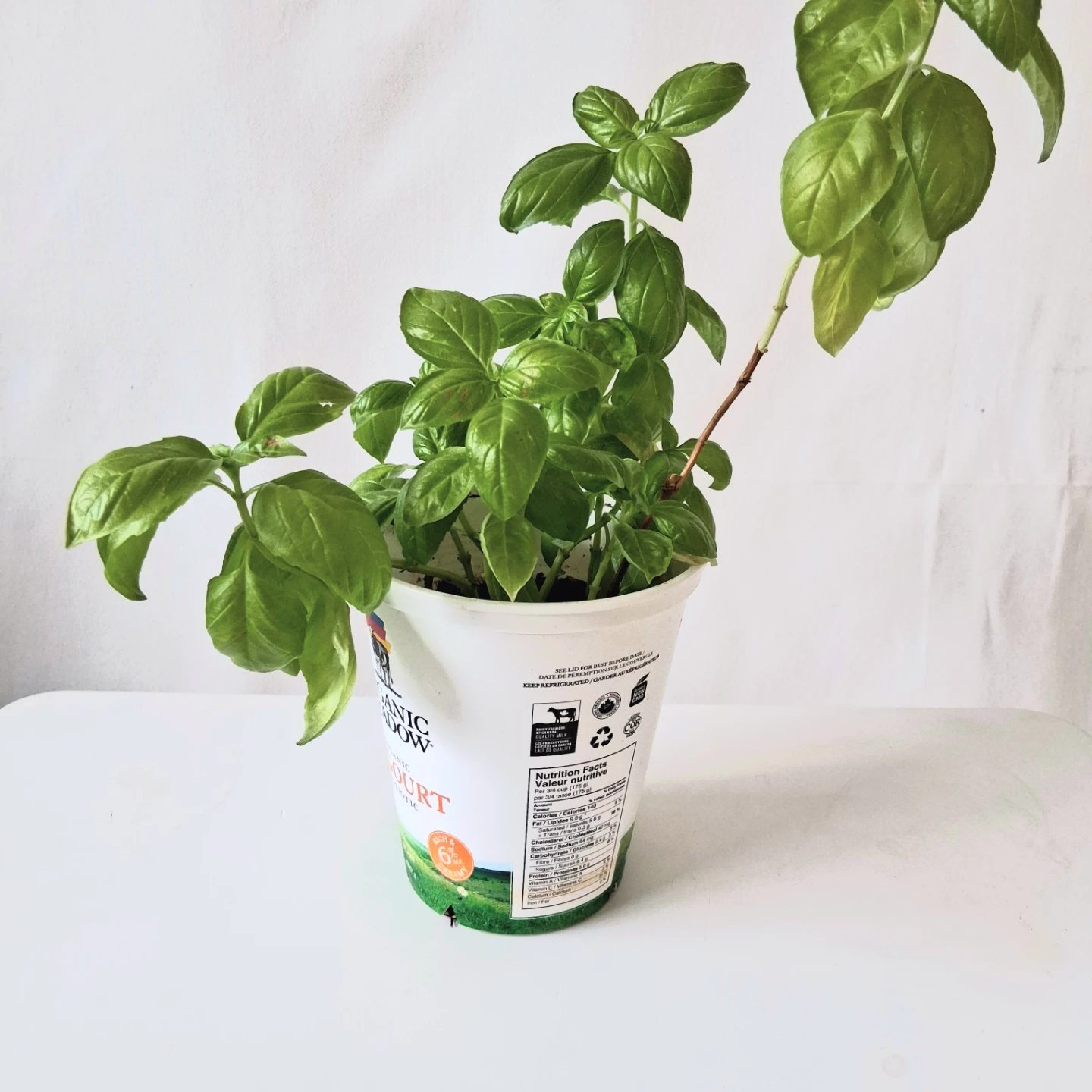 🌱 Green Basil 🌻 - photo 3