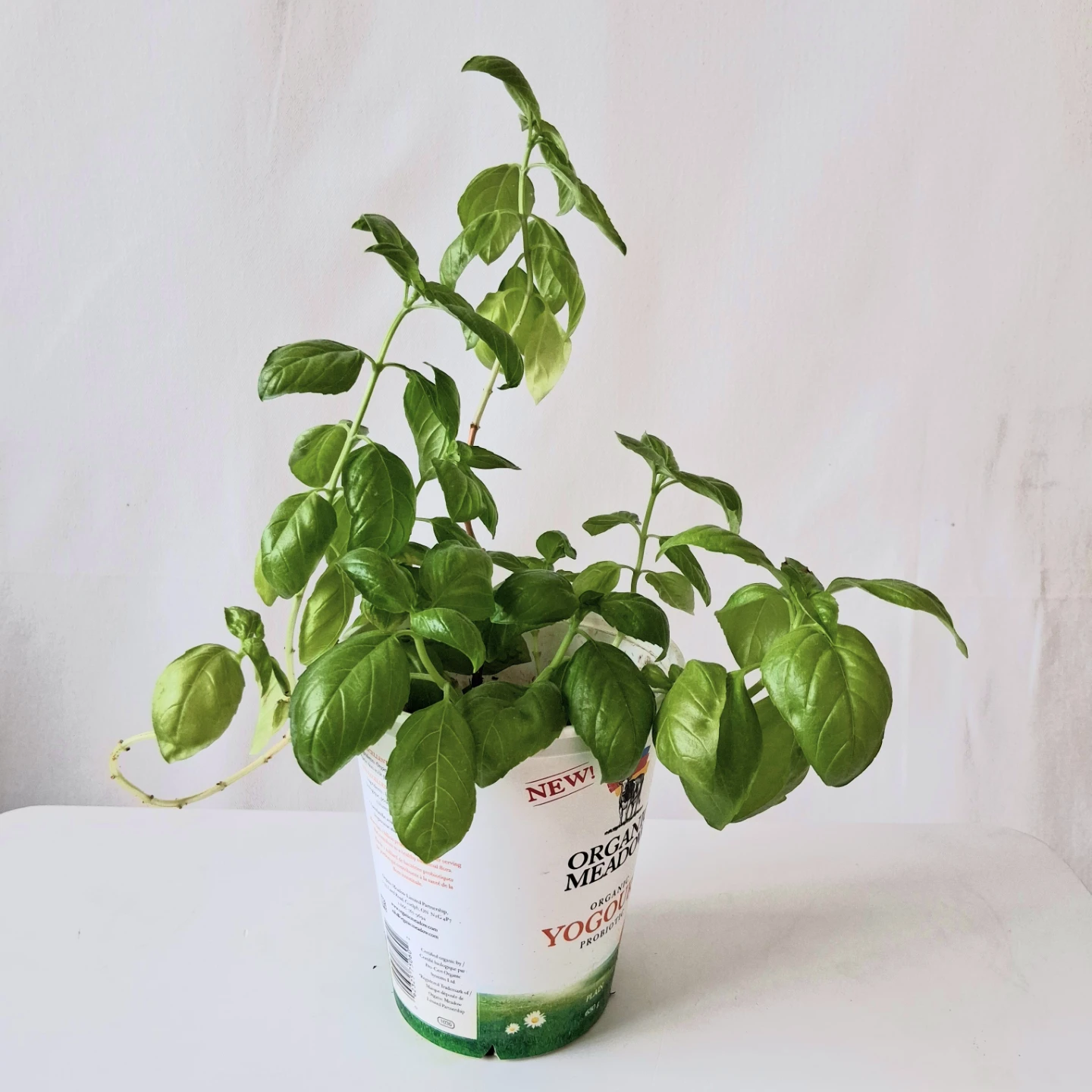 🌱 Green Basil 🌻 - photo 5