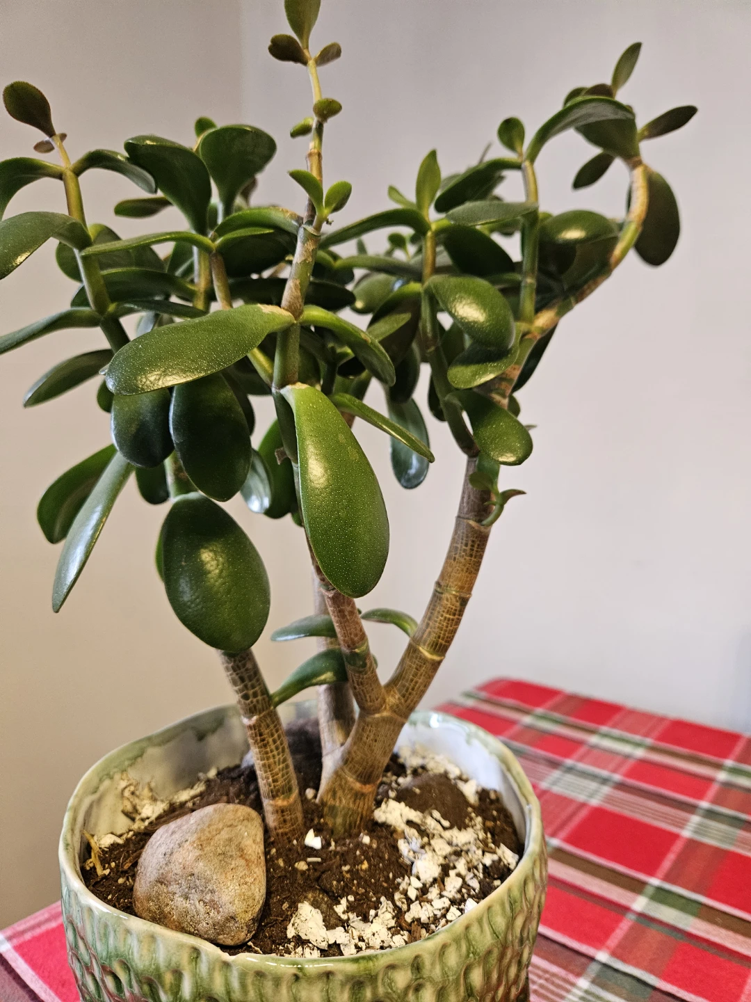 Jade Plant in Textured Green Ceramic Pot - photo 2