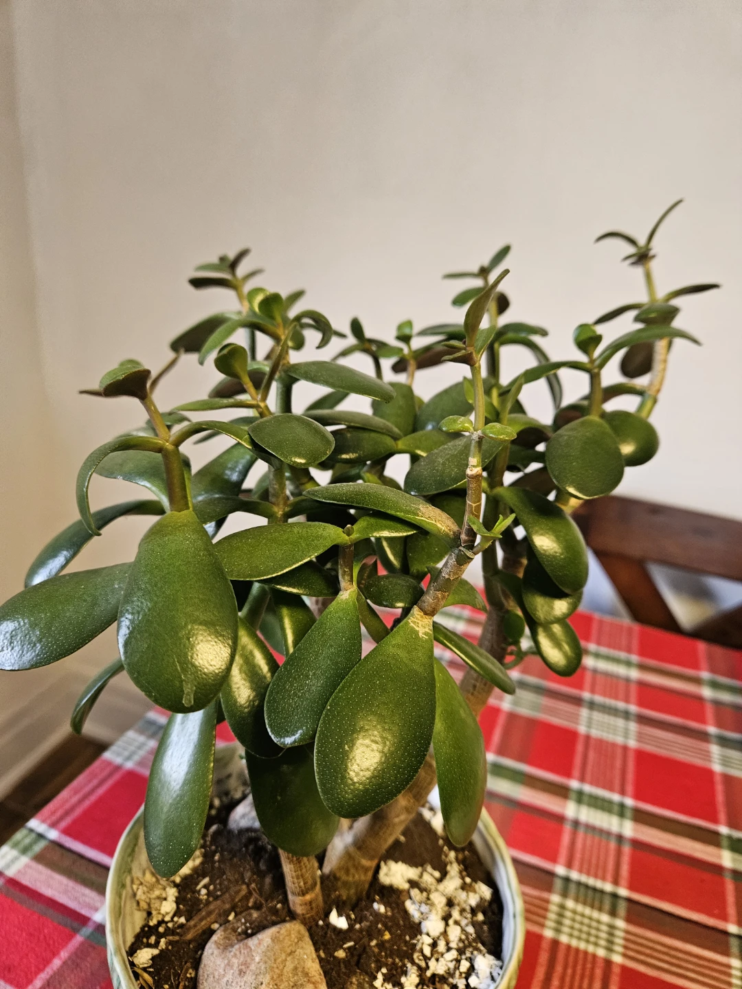 Jade Plant in Textured Green Ceramic Pot - photo 4