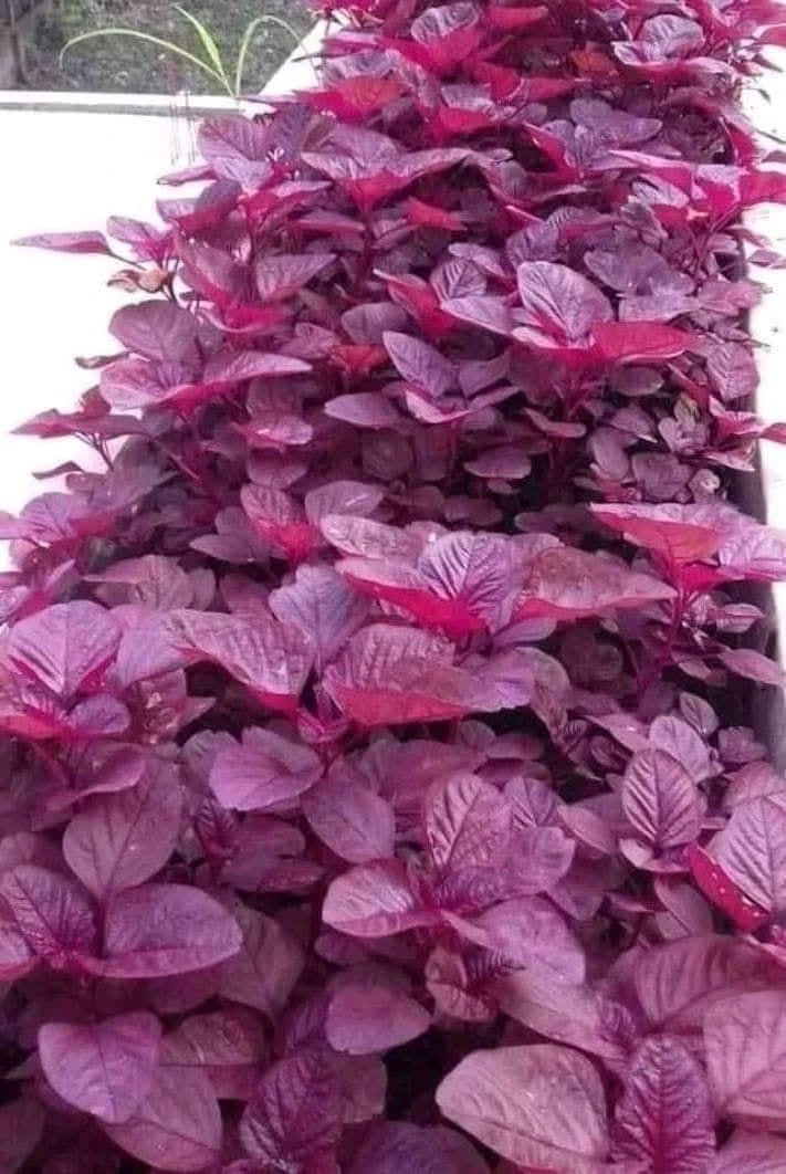 Amaranth Seeds - Red Leaf Variety