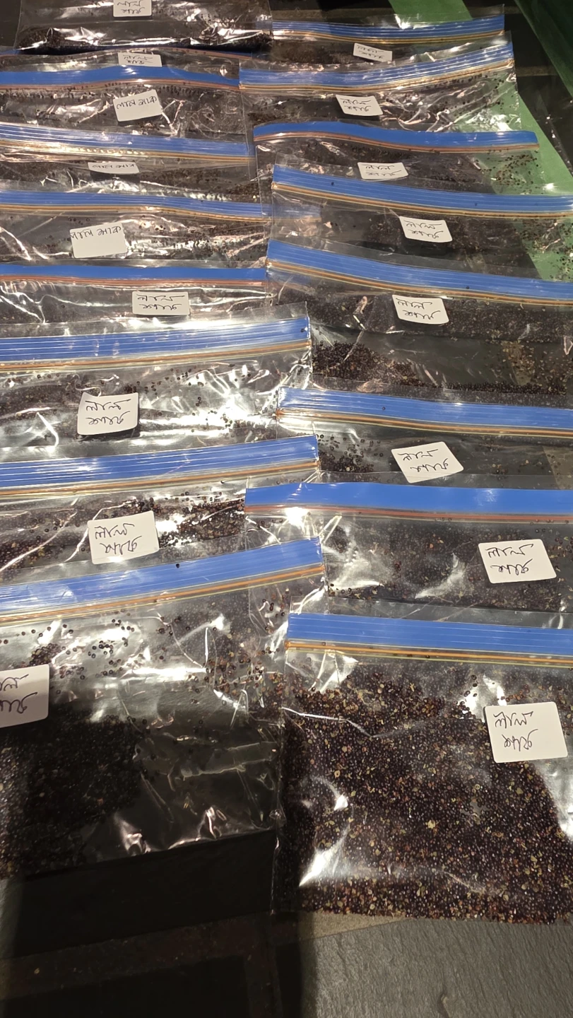 Amaranth Seeds - Red Leaf Variety - photo 2