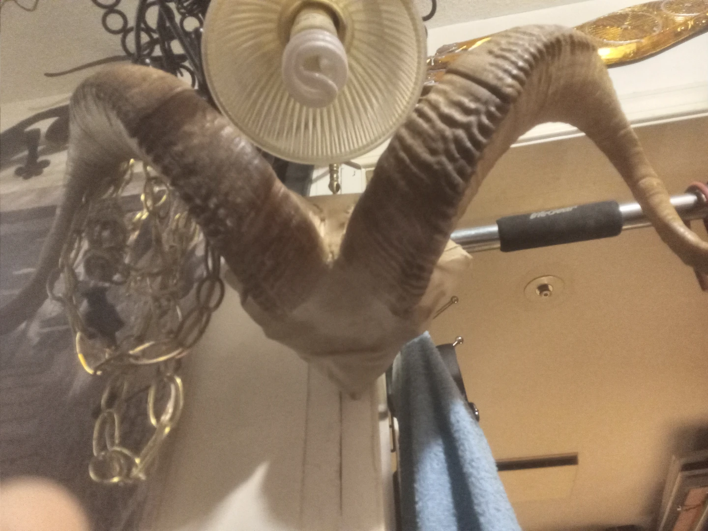 Ram Horns Wall Mount