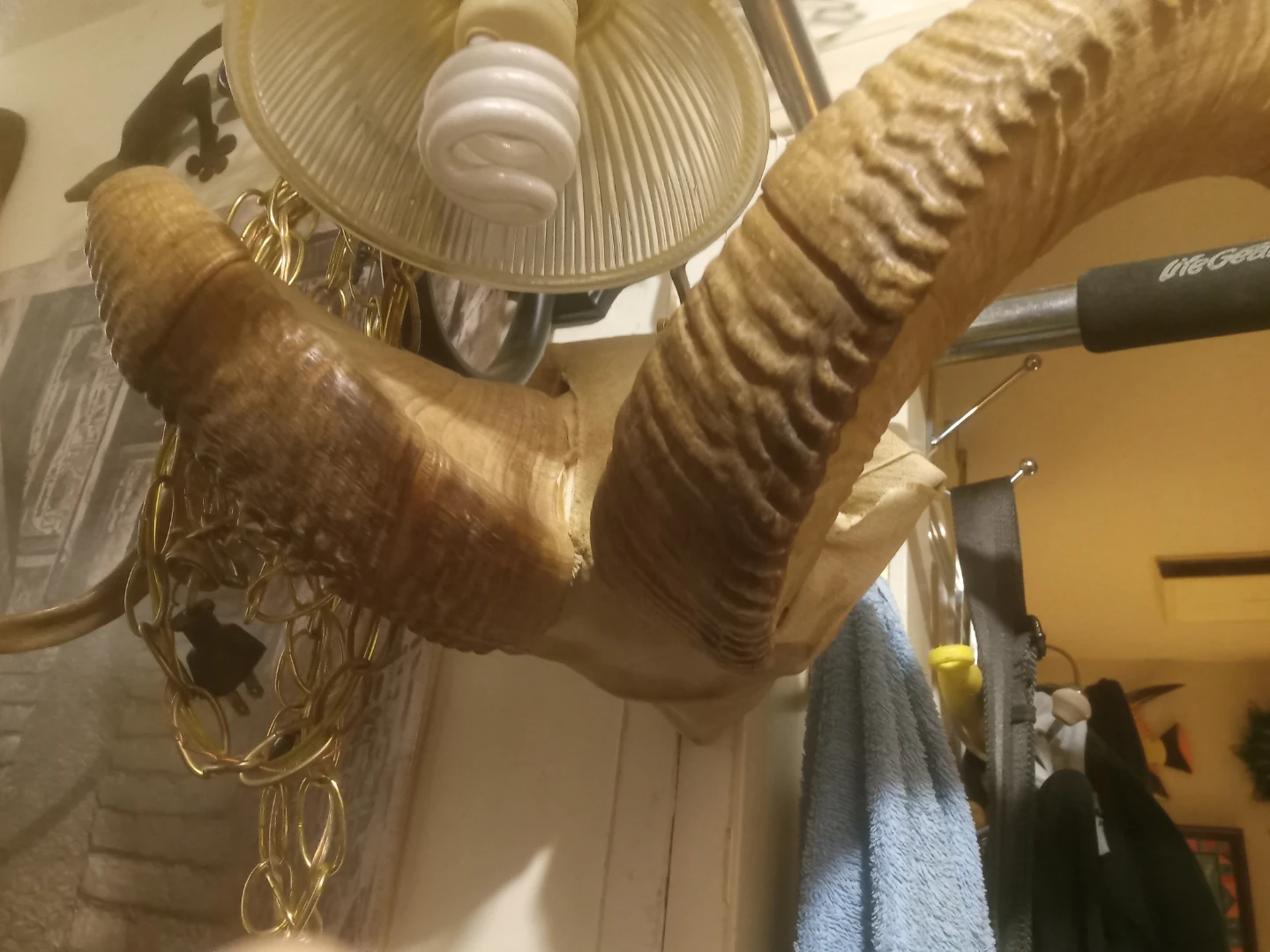 Ram Horns Wall Mount - photo 2