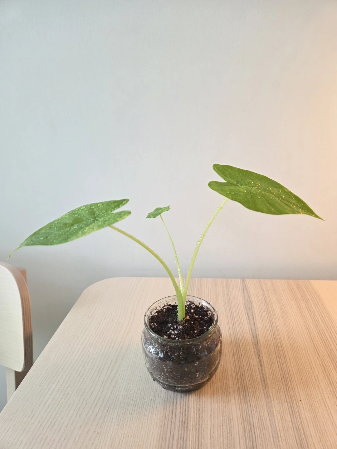 Alocasia Plant in Glass Jar