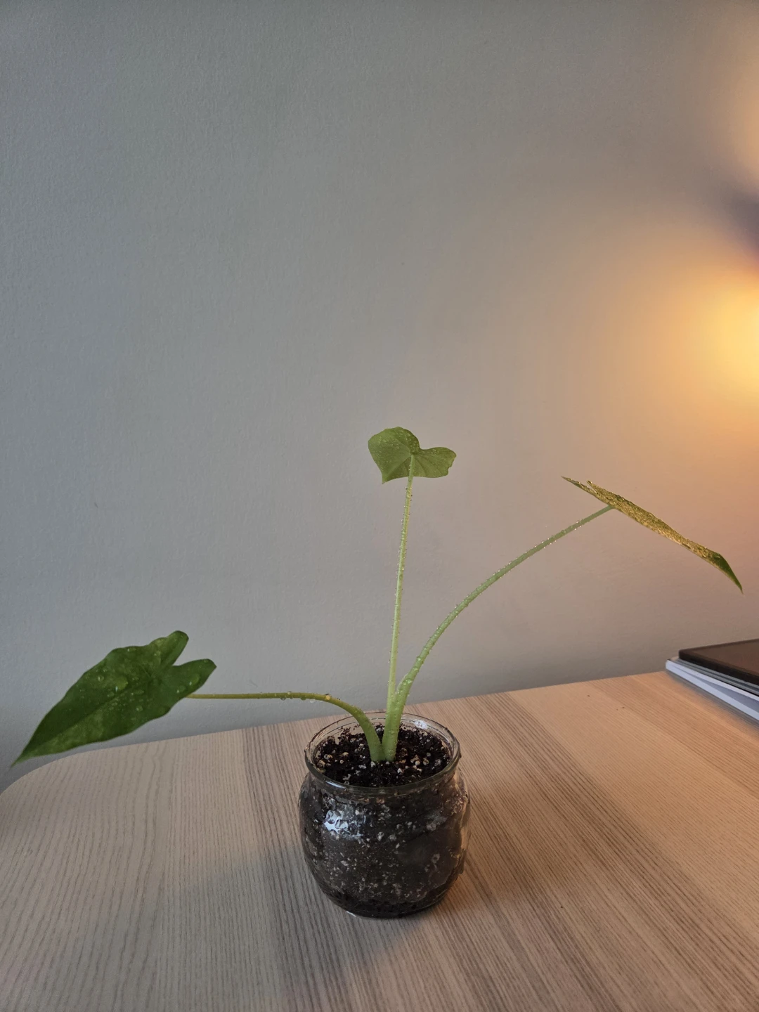 Alocasia Plant in Glass Jar - photo 2