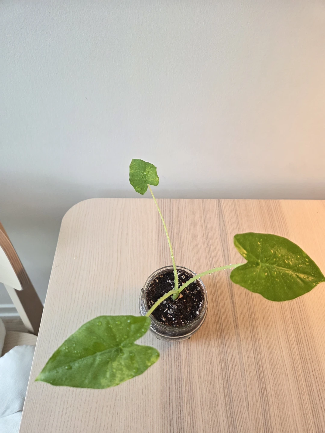 Alocasia Plant in Glass Jar - photo 3