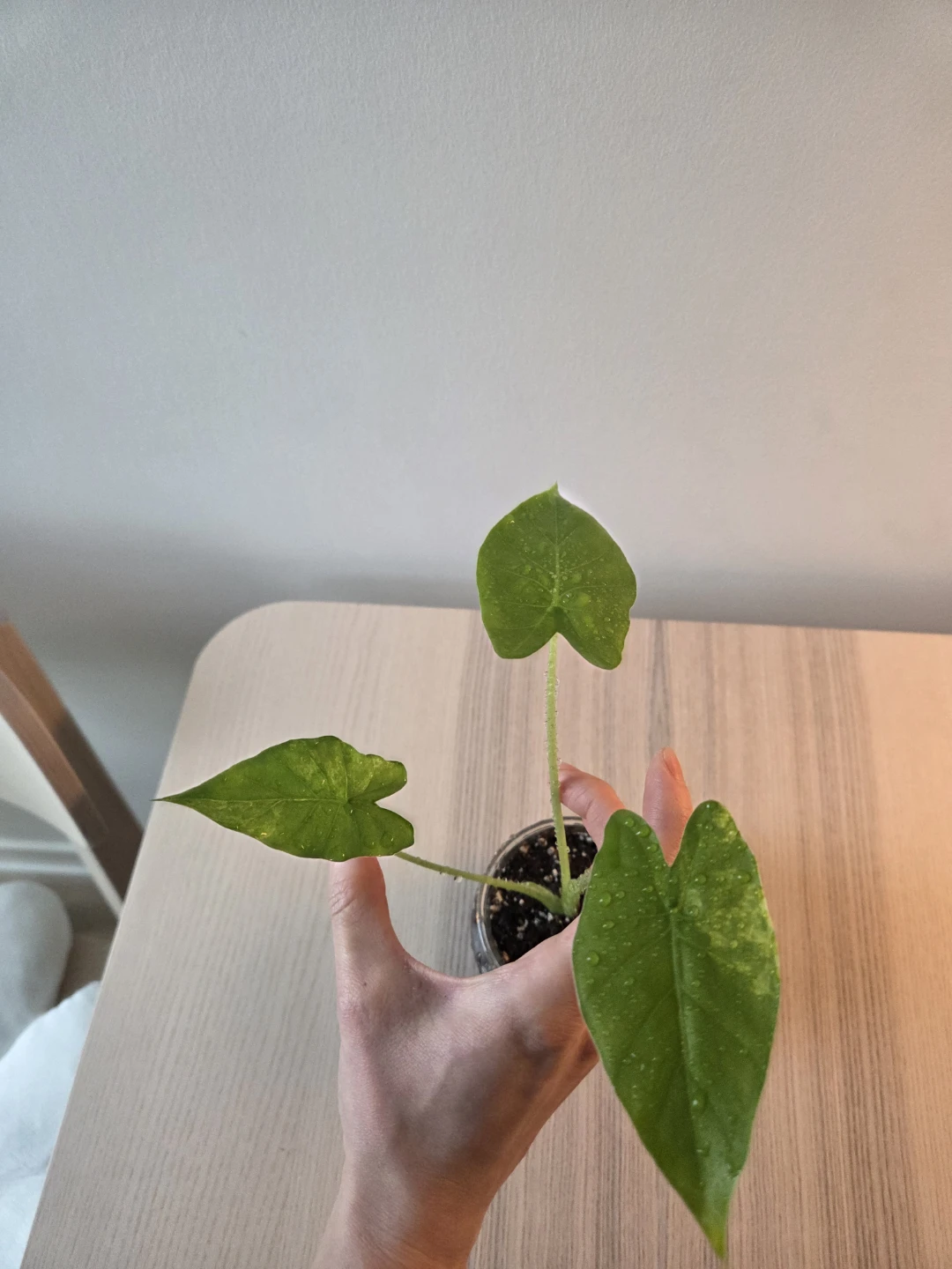 Alocasia Plant in Glass Jar - photo 4